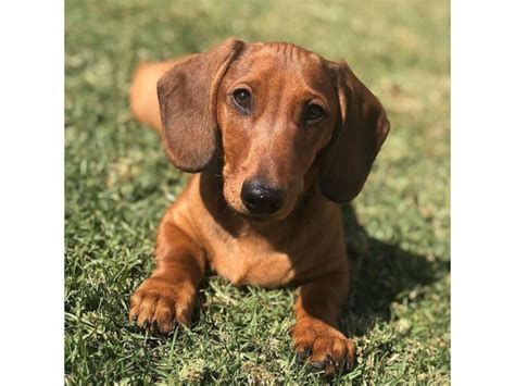 dachshunds for sale fresno ca|dachshund breeders near me.